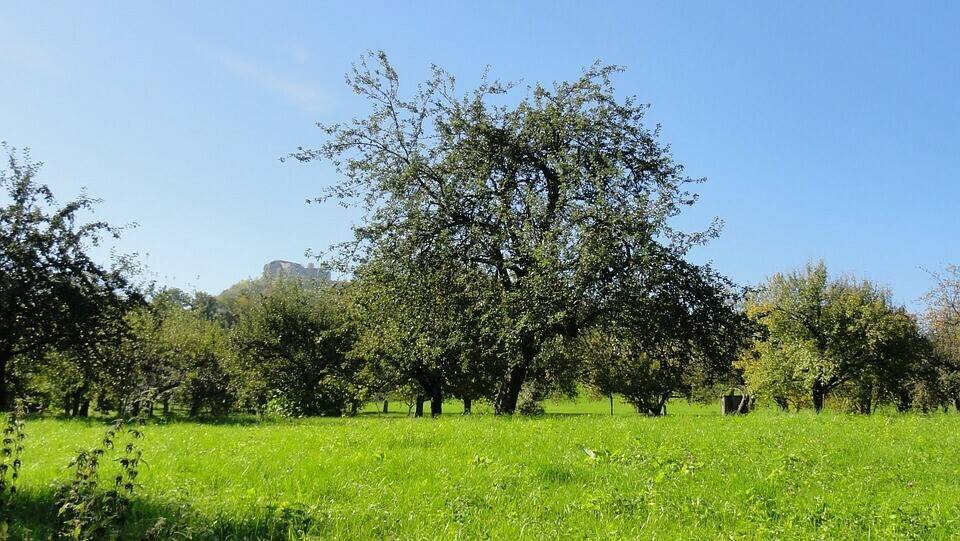 orchard-5485_960_720|grafico_precios